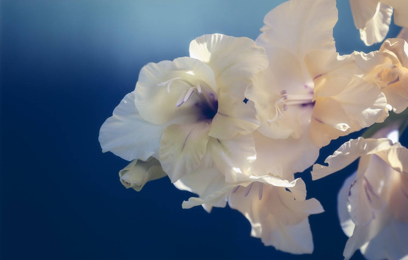 white and purple gladiolus flowers, soft cream gladiolus blooms, purple centers, HD Desktop Wallpaper