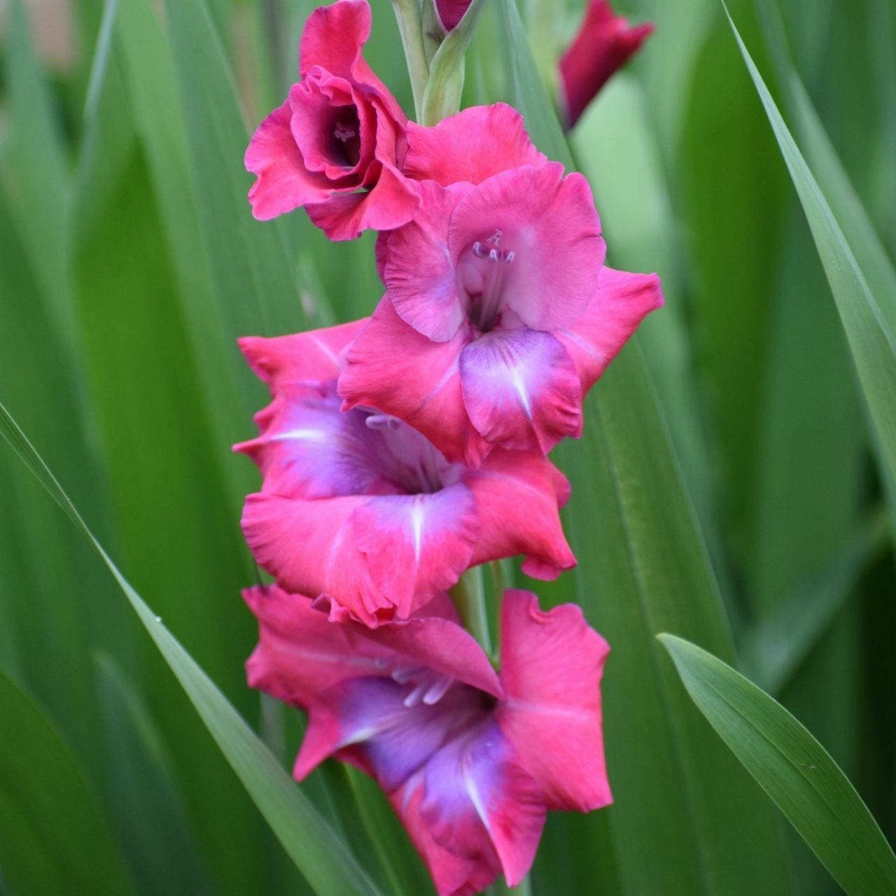 pink gladiolus flowers, purple gladiolus flowers, lush green garden, HD Desktop Wallpaper
