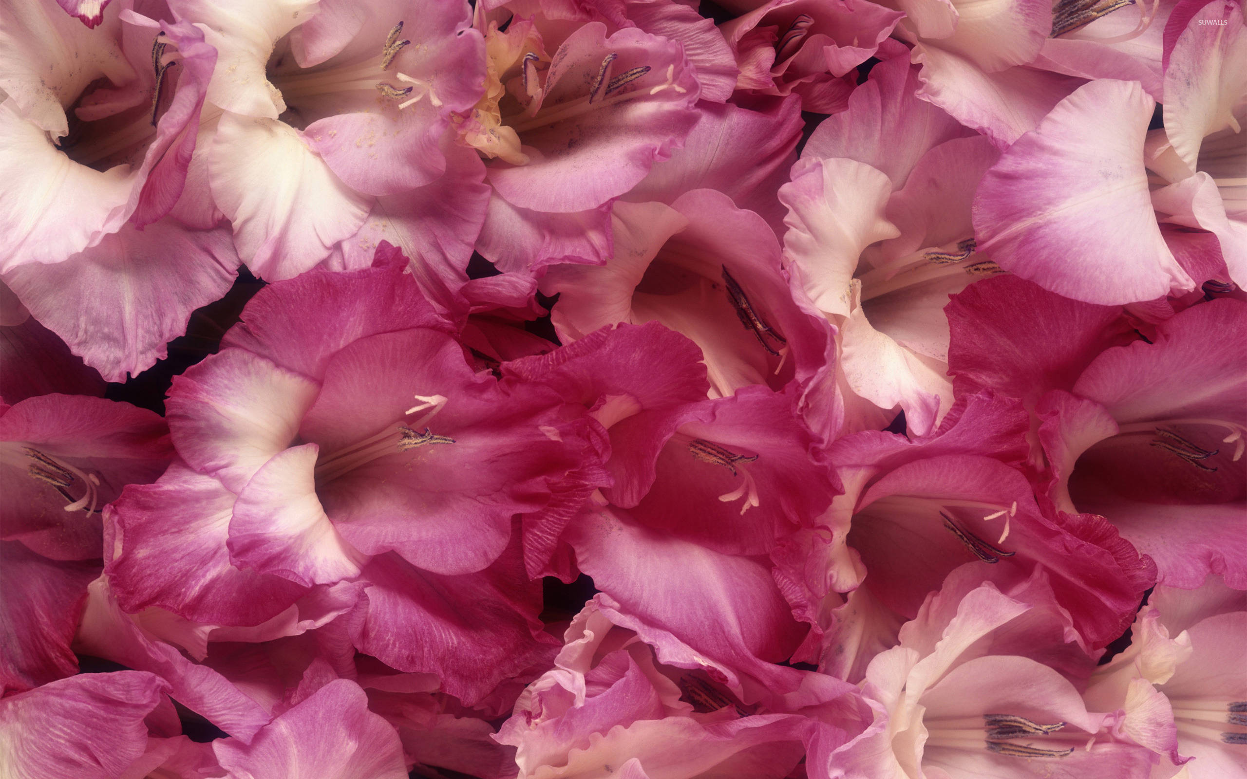 pink gladiolus flower bulbs, vibrant pink and white gladiolus flowers, delicate ruffled petals, 2K Desktop Wallpaper