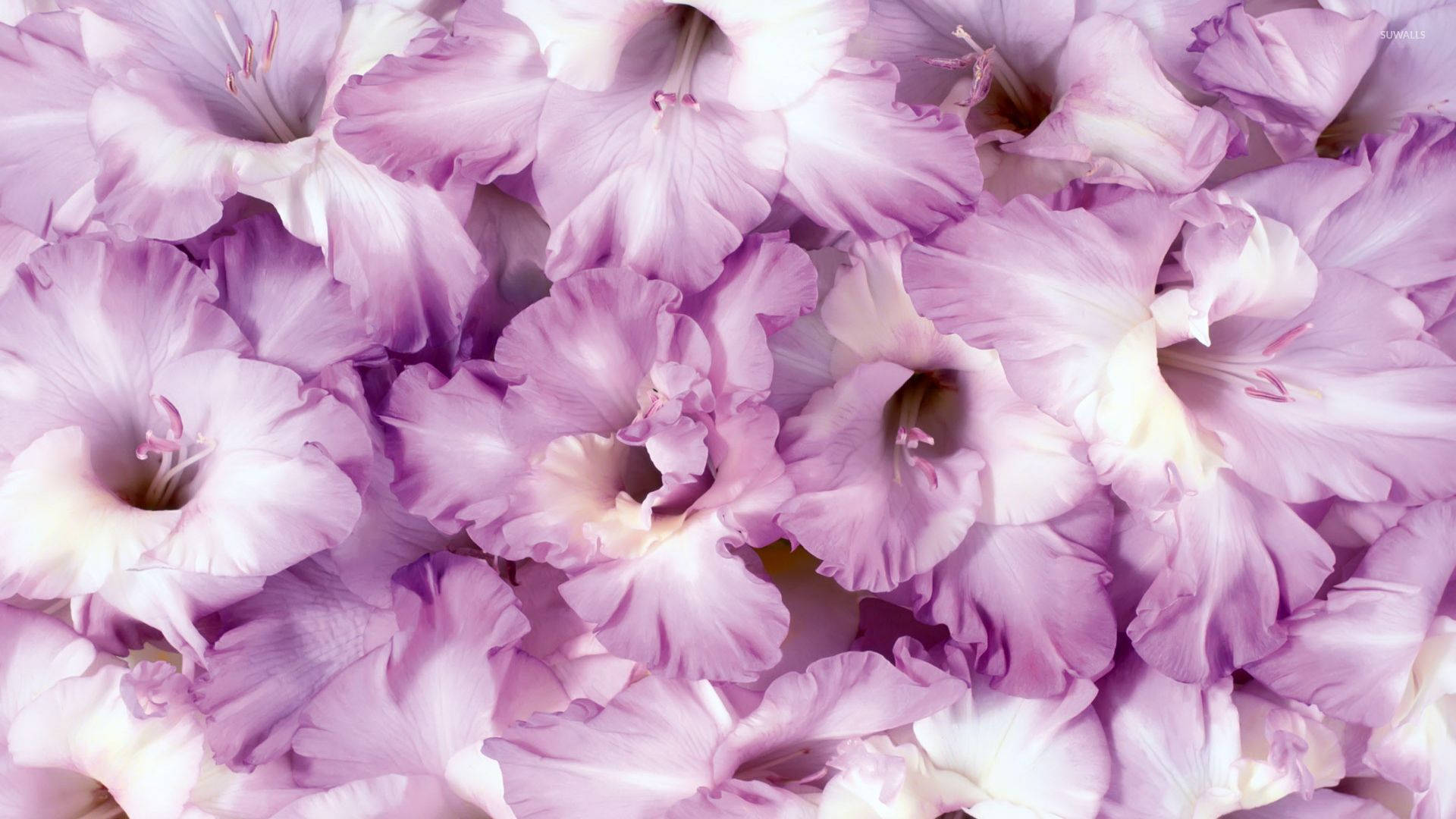 violet gladiolus flowers, lavender, white, Full HD Desktop Wallpaper