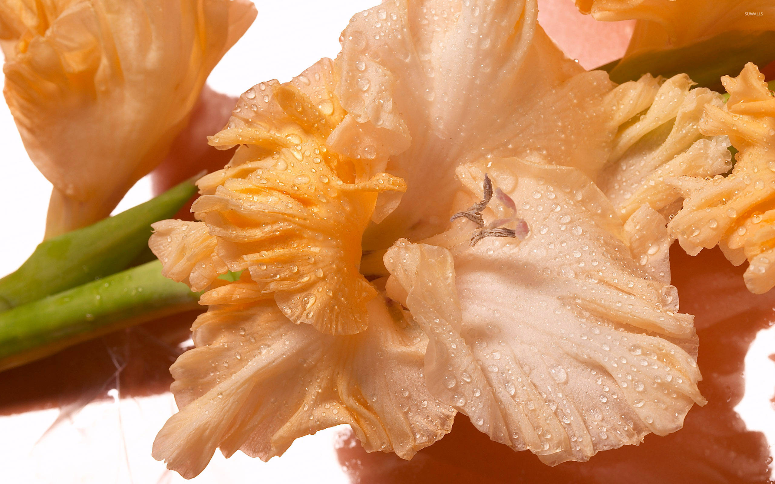 gladiolus, peach-colored, dewdrops, 2K Desktop Wallpaper
