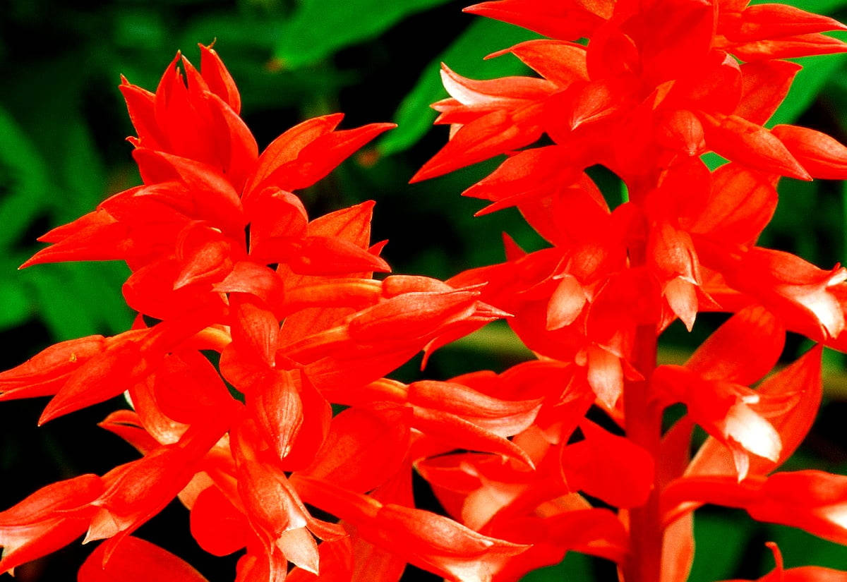 vivid red gladiolus flowers, tropical flowers, delicate petals, SD Desktop Wallpaper