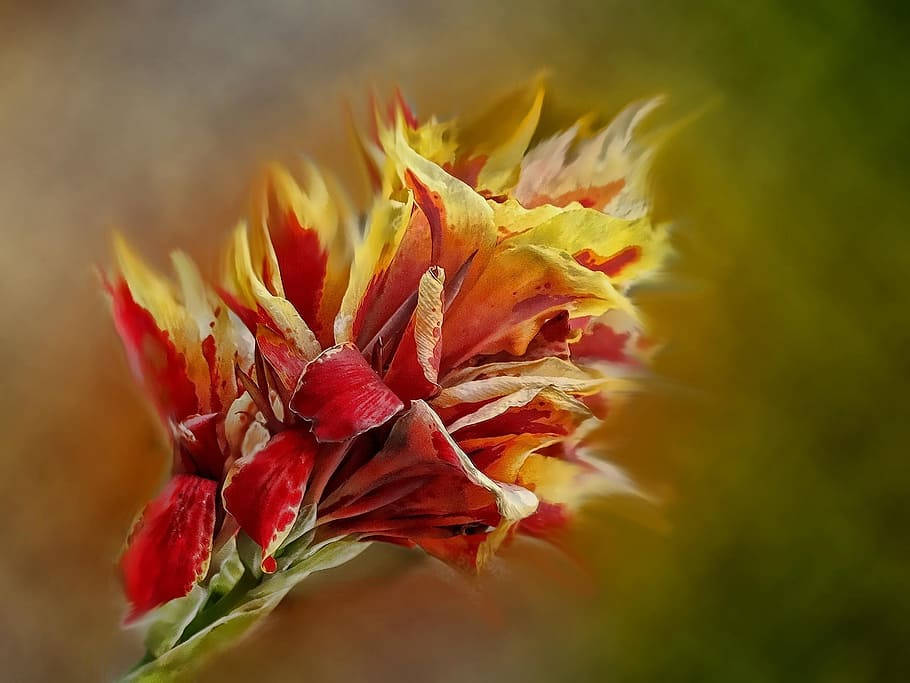 orange and red gladiolus flowers, vibrant red and yellow flower, fiery petals, SD Desktop Wallpaper