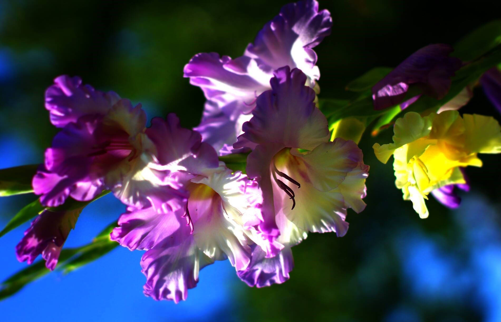 purple and yellow gladiolus flowers, deep blue sky, soft green foliage, HD Desktop Wallpaper