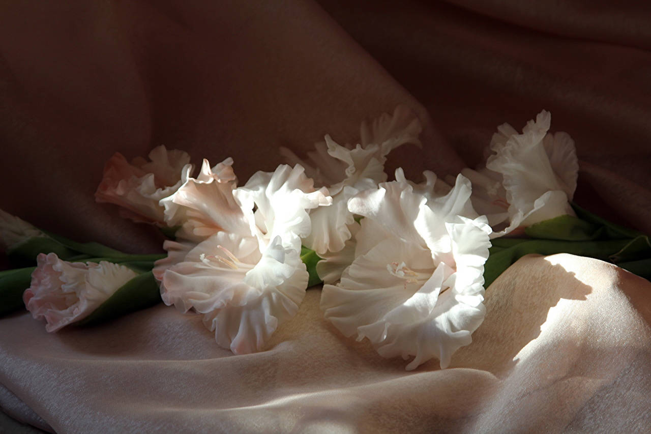 white gladiolus flowers, peach fabric, warm golden sunlight, HD Desktop Wallpaper
