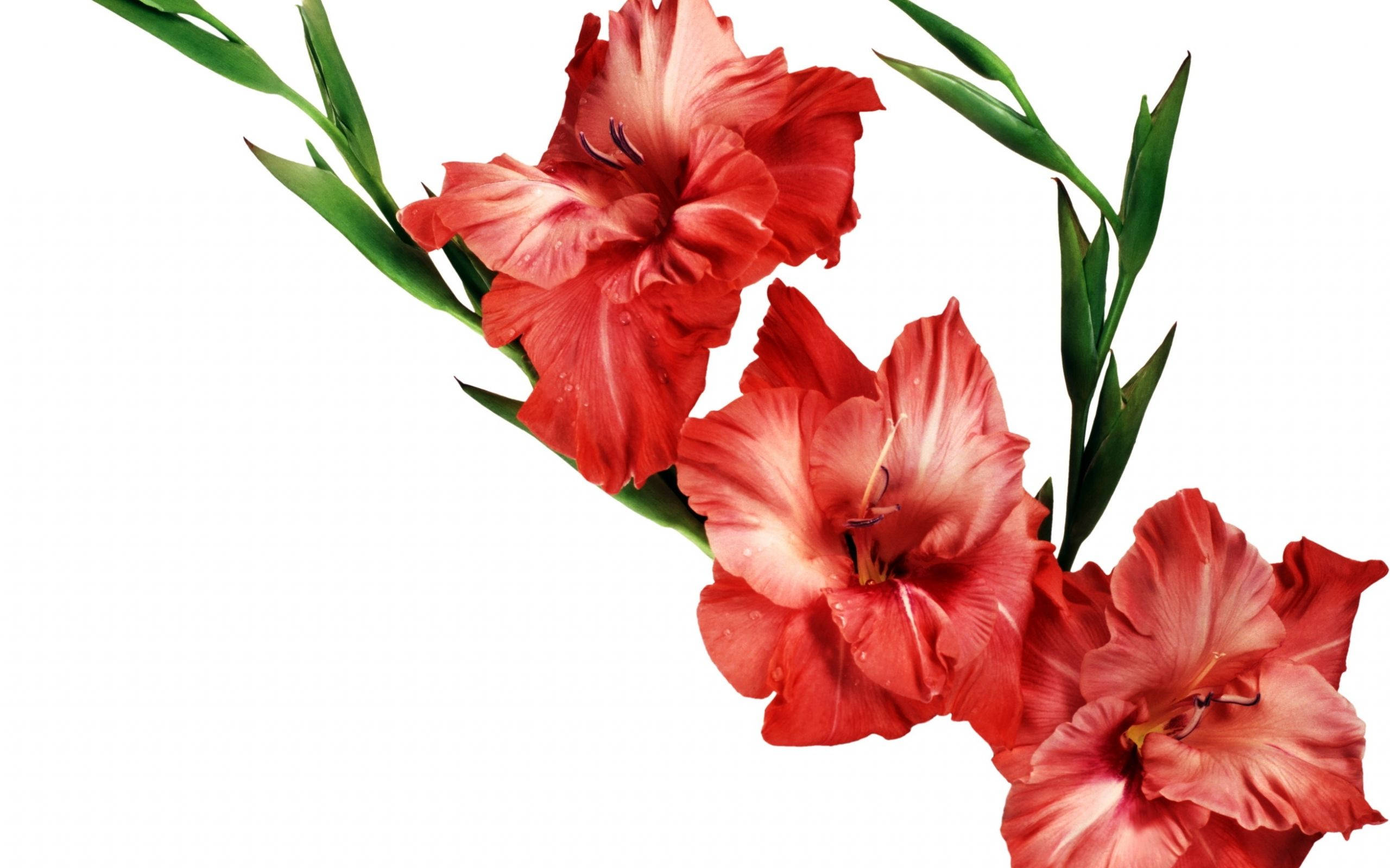 Ruby Gladiolus Flowers, vibrant red, dewdrops, 2K Desktop Wallpaper