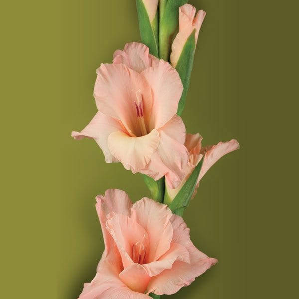peach gladiolus, green stems, olive green background, SD Desktop Wallpaper