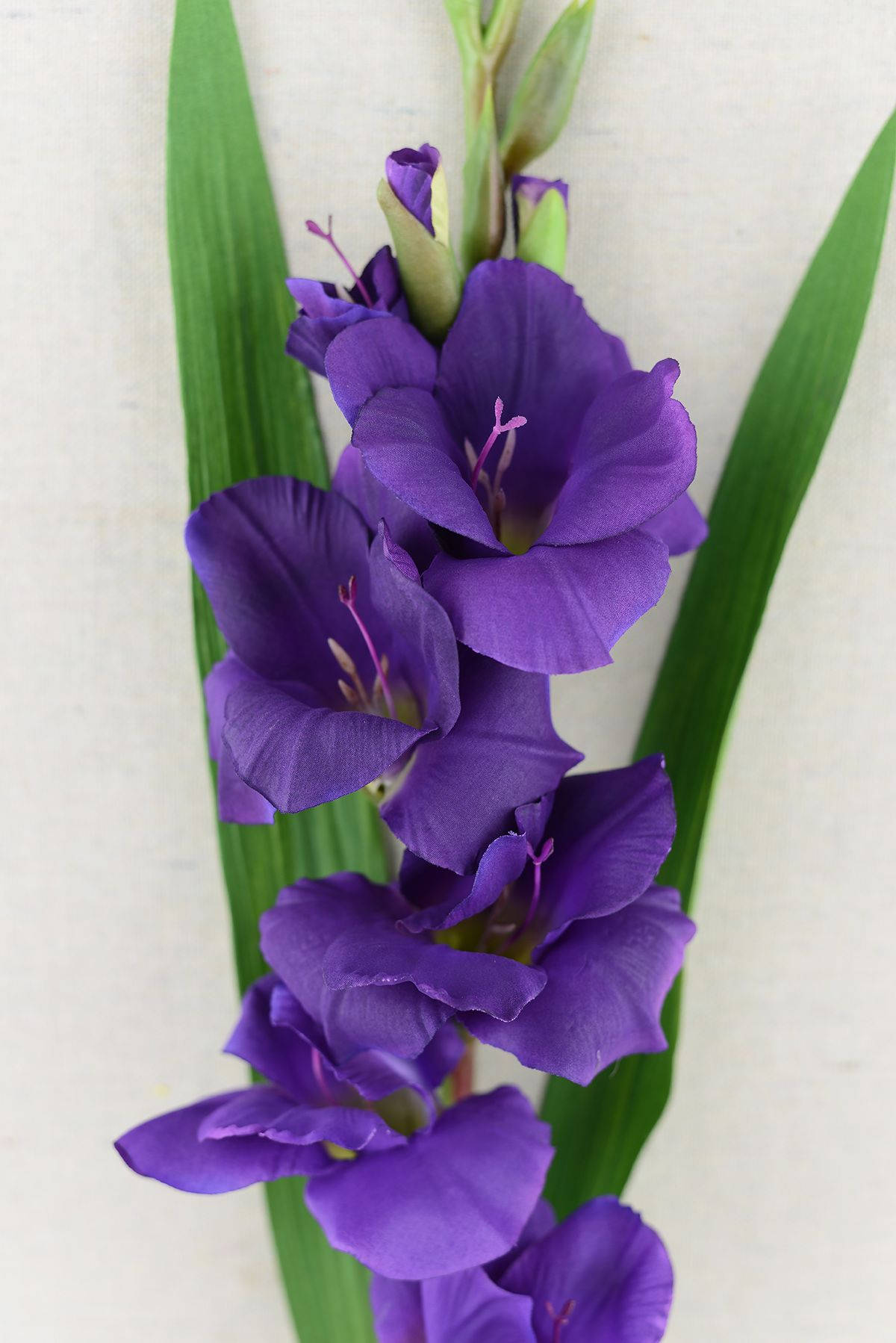 mauve gladiolus flower, gladiolus, vibrant purple, HD Phone Wallpaper