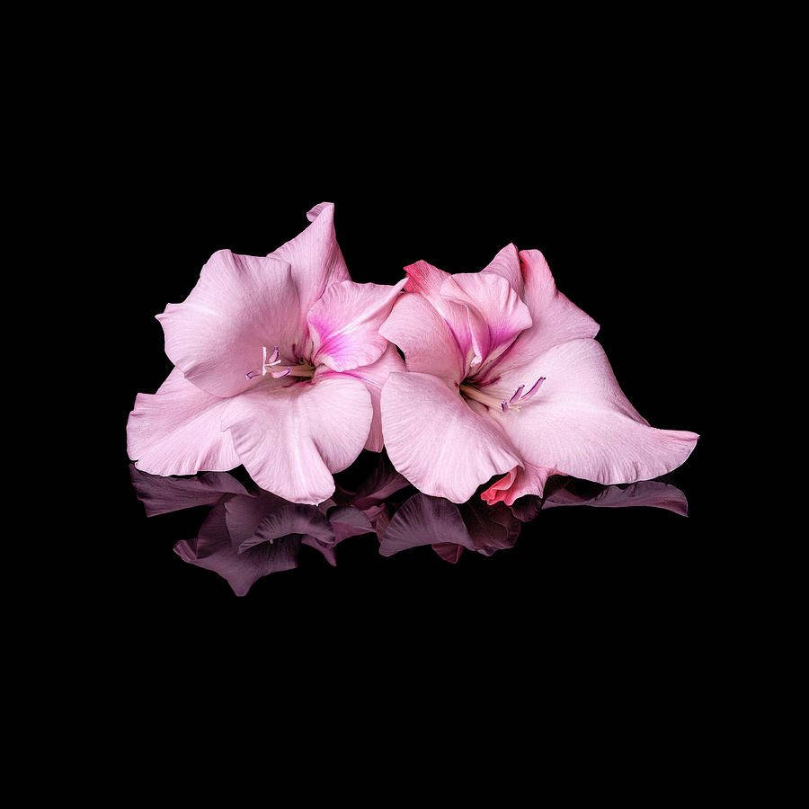 gladiolus flowers, pale pink, reflective surface, SD Desktop Wallpaper