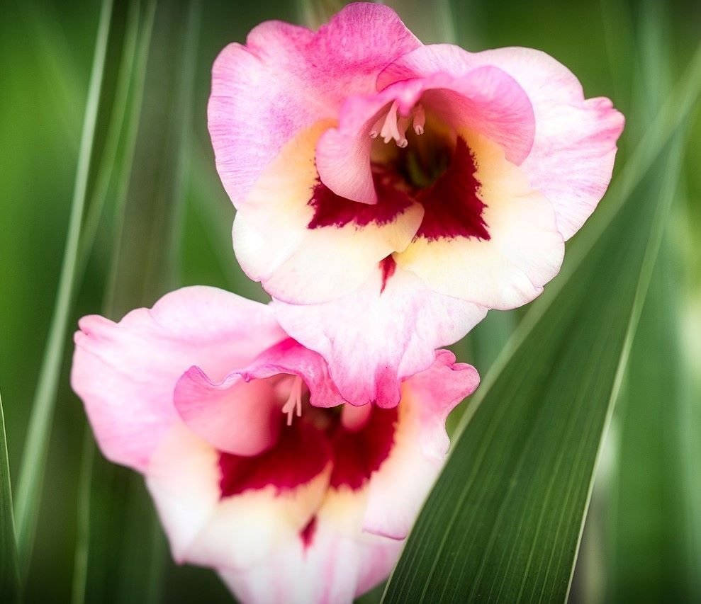 Gladiolus, pink gladiolus blooms, deep red centers, SD Desktop Wallpaper
