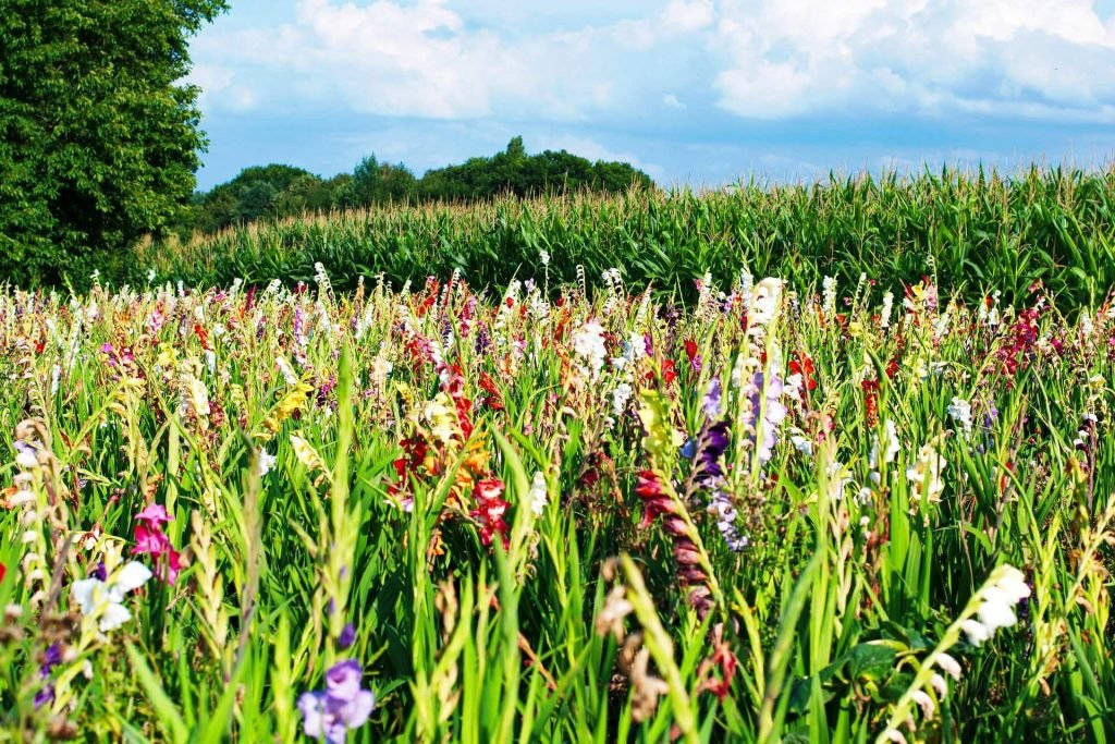 gladiolus flowers, bright blue sky, fluffy clouds, SD Desktop Wallpaper