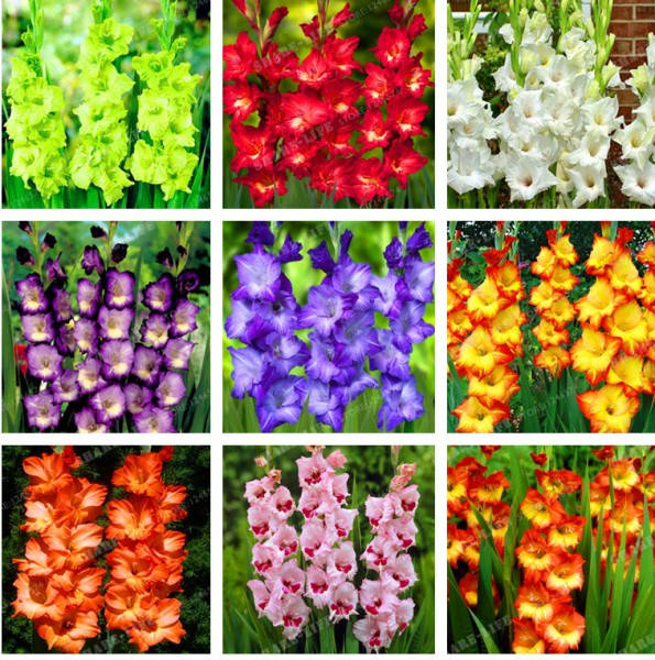 gladiolus, lime, red, SD Phone Wallpaper