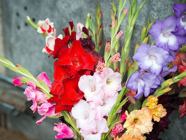 gladiolus, red pink, purple, SD Desktop Wallpaper