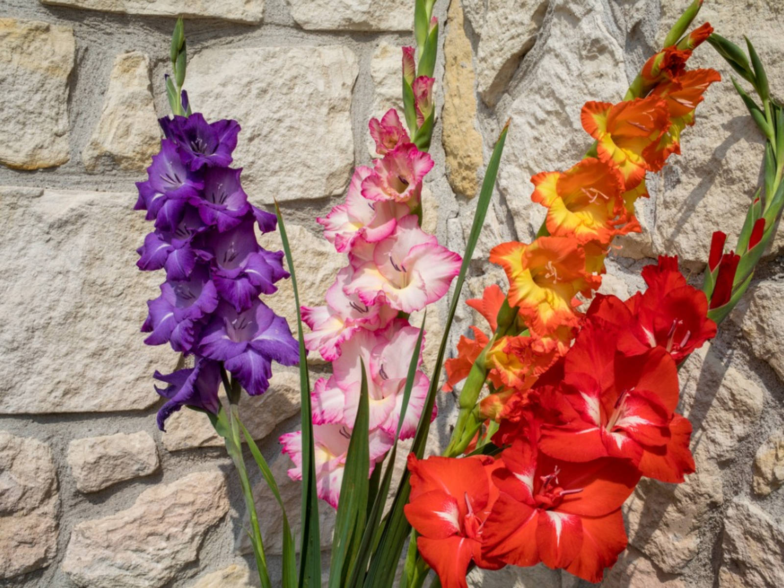 gladiolus flowers, vibrant purple pink orange and red, textured stone wall, HD Desktop Wallpaper
