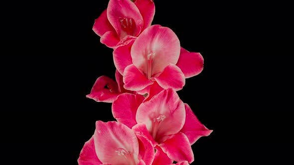 gladiolus, vibrant pink, vertical cluster, SD Desktop Wallpaper