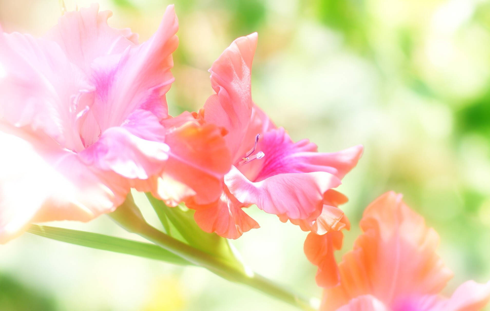 gladiolus flowers, soft pink, coral, HD Desktop Wallpaper