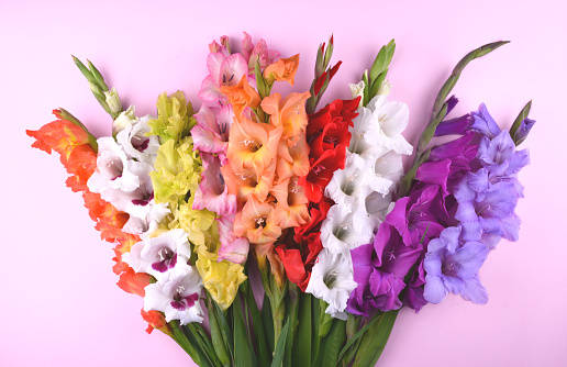 gladiolus flowers, vibrant, multicolored, SD Desktop Wallpaper