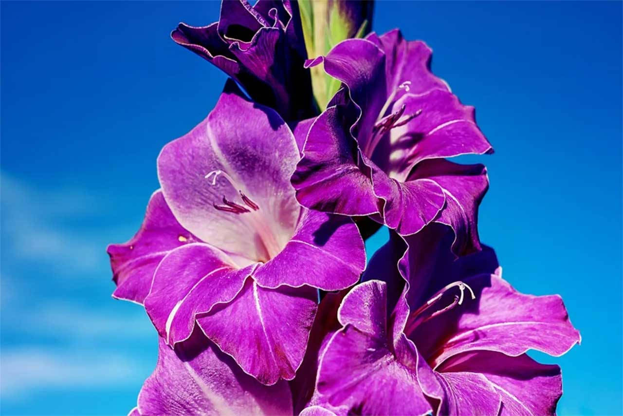 amazing purple gladiolus, vibrant purple, clear blue sky, HD Desktop Wallpaper