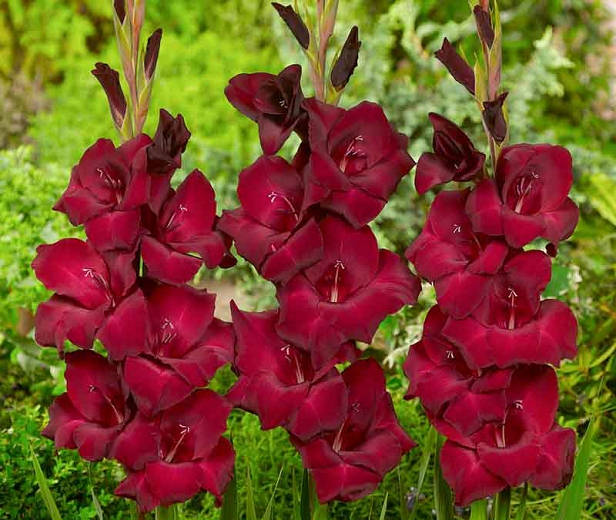 gladiolus, deep burgundy, vibrant colors, SD Desktop Wallpaper