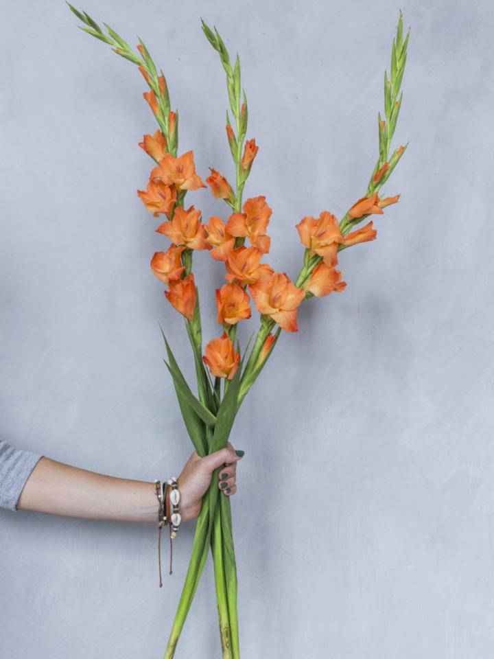 Tropical Orange Gladiolus Flowers, vibrant orange, gladiolus bouquet, SD Phone Wallpaper