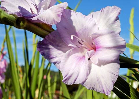 gladiolus, lavender, bright blue sky, SD Desktop Wallpaper