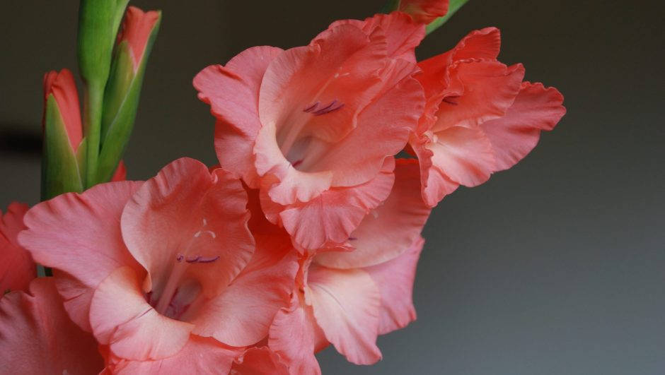 pink orange gladiolus blooms, vibrant coral gladiolus blooms, delicate ruffled petals, SD Desktop Wallpaper