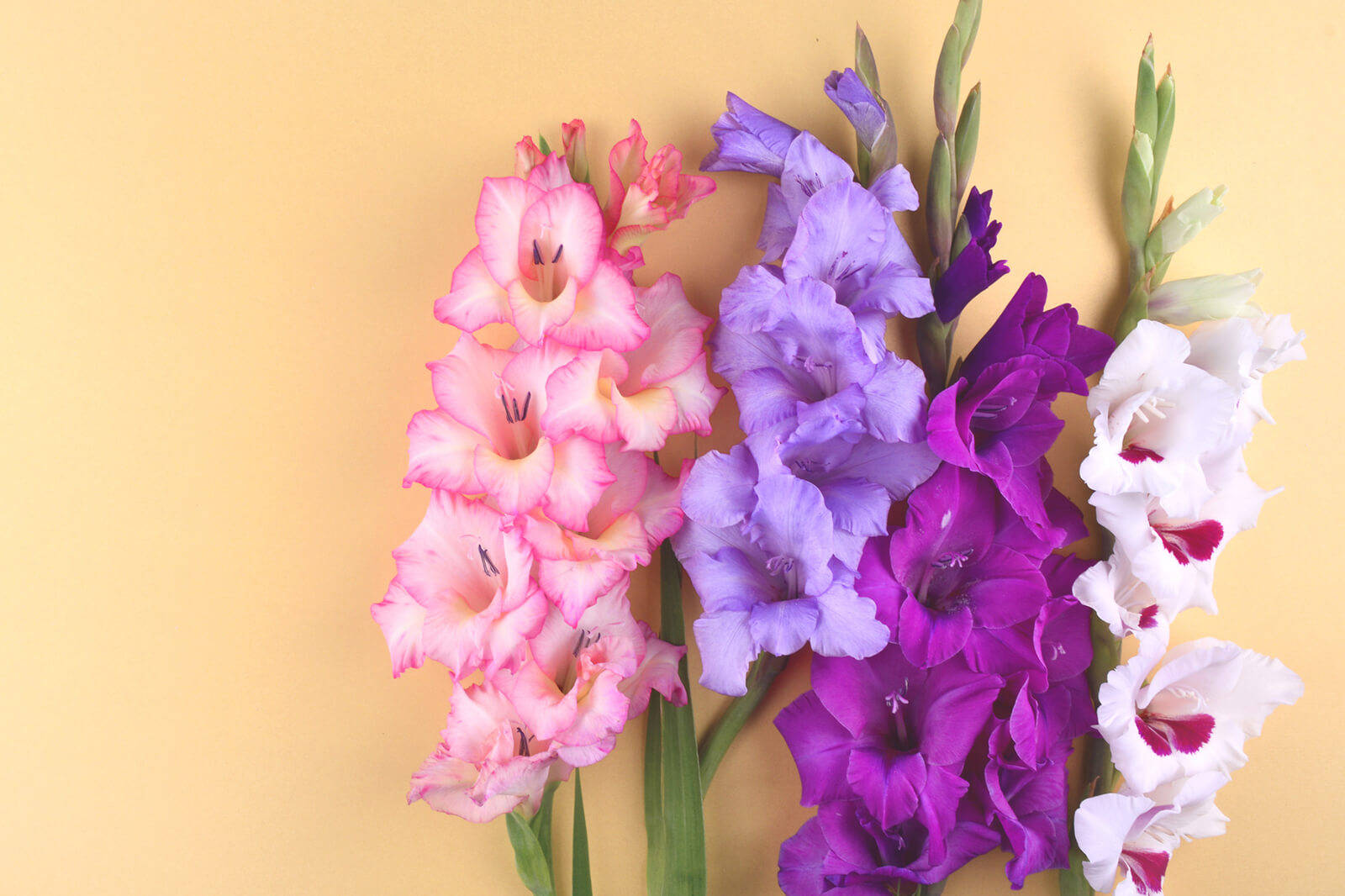 gladiolus flowers, pink, purple, HD Desktop Wallpaper