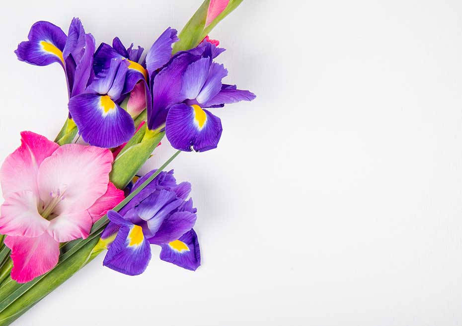 gladiolus, purple, pink, SD Desktop Wallpaper