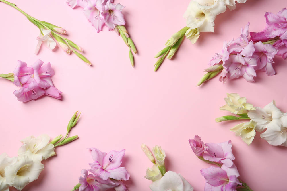 pink and white gladiolus flowers, circular frame, soft pink background, SD Desktop Wallpaper