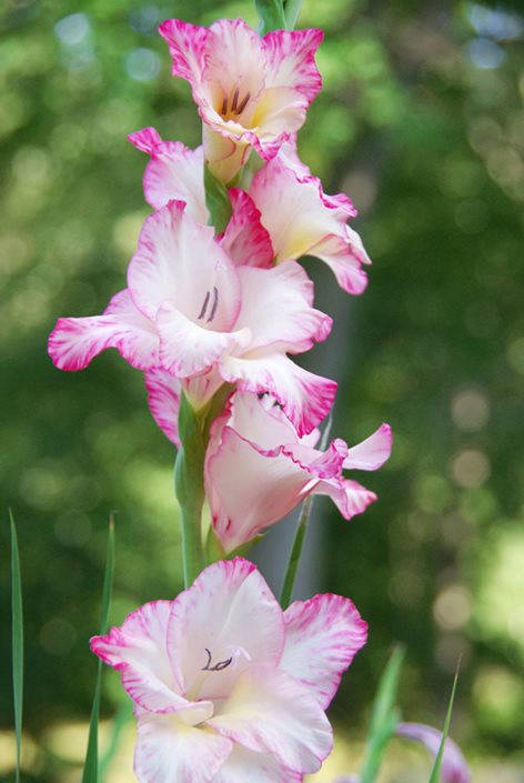 gladiolus, pink and white gladiolus flowers, soft green blurred garden background, SD Phone Wallpaper