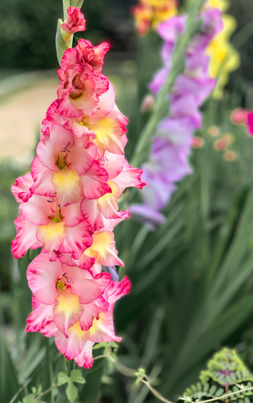 tri colored gladiolus flower, pink gladiolus, yellow centers, HD Phone Wallpaper