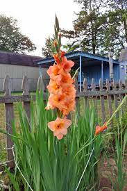 gladiolus, orange, lush green leaves, SD Phone Wallpaper