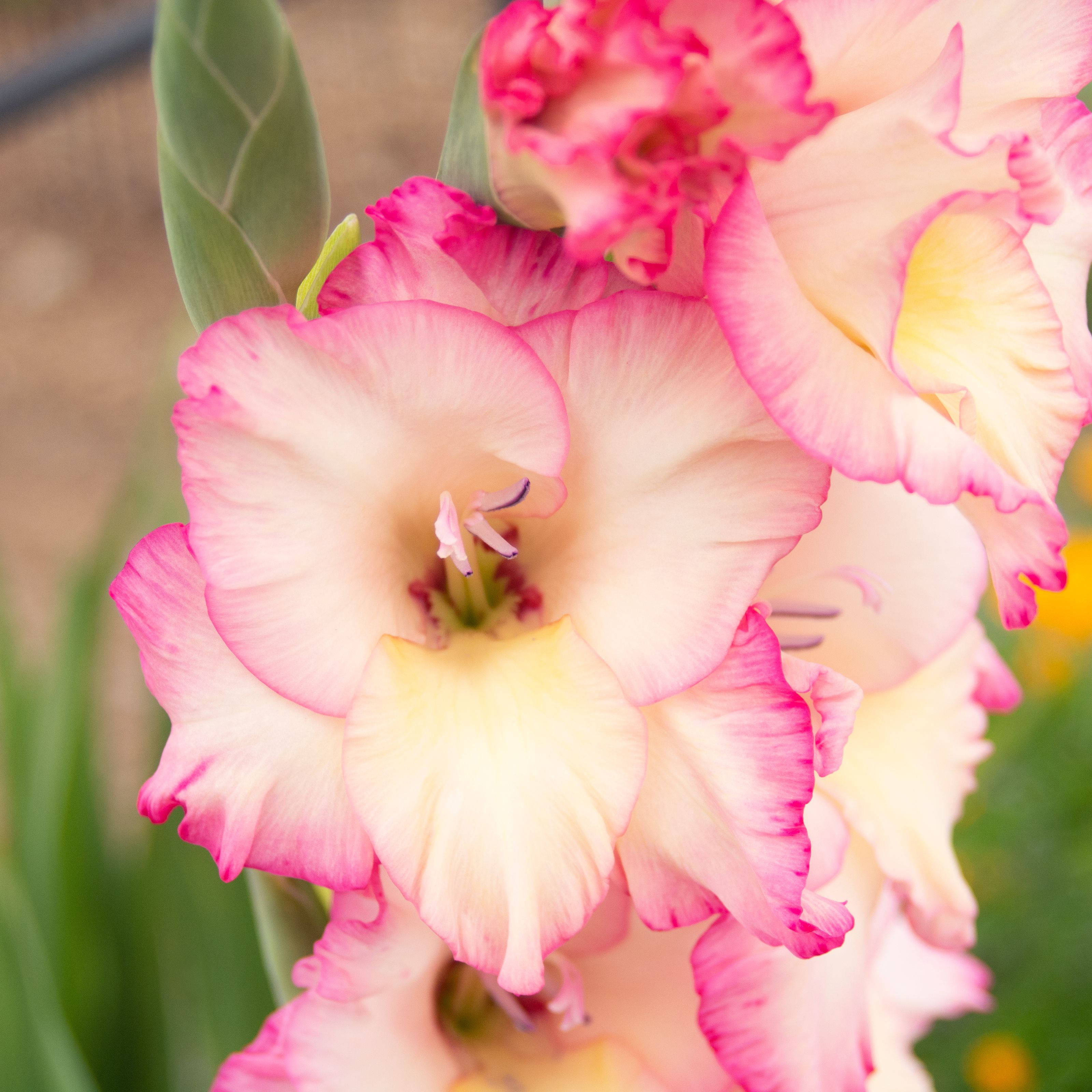 gladiolus, vibrant pink, cream, 2K Desktop Wallpaper