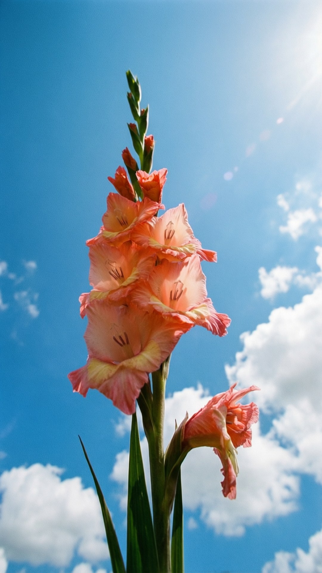 Gladiolus, peach, bright blue sky, Full HD Phone Wallpaper