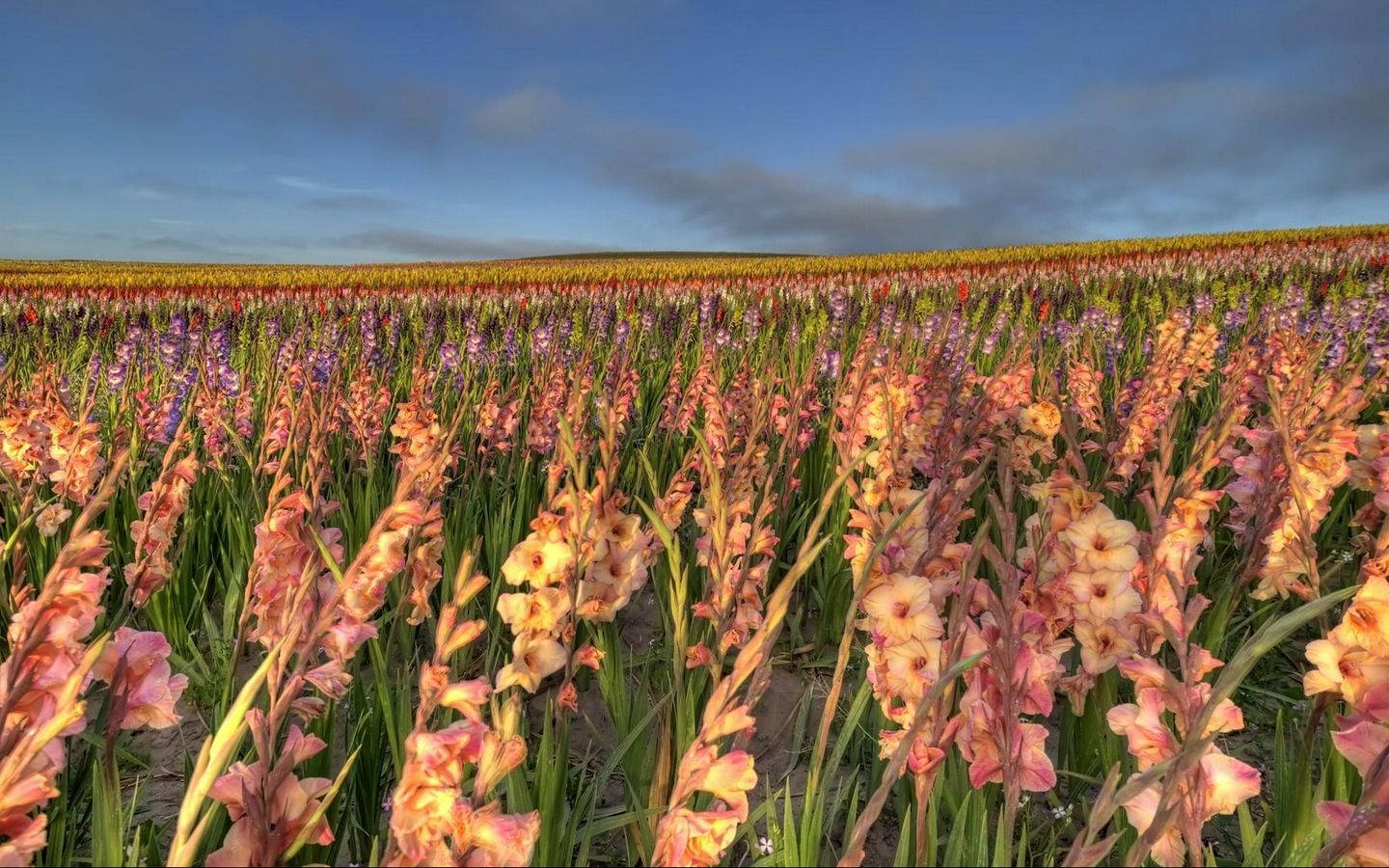 gladiolus, pink, purple, HD Desktop Wallpaper