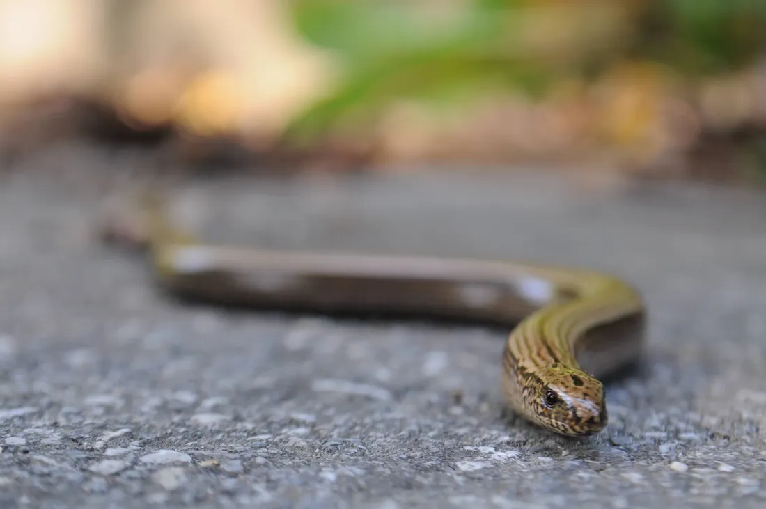 Glass Lizard
