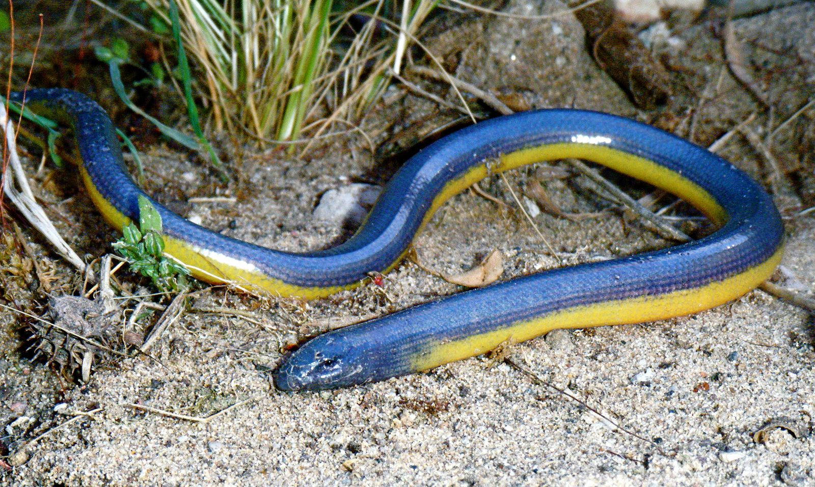 blue scaled california legless glass lizard, blue, yellow, HD Desktop Wallpaper