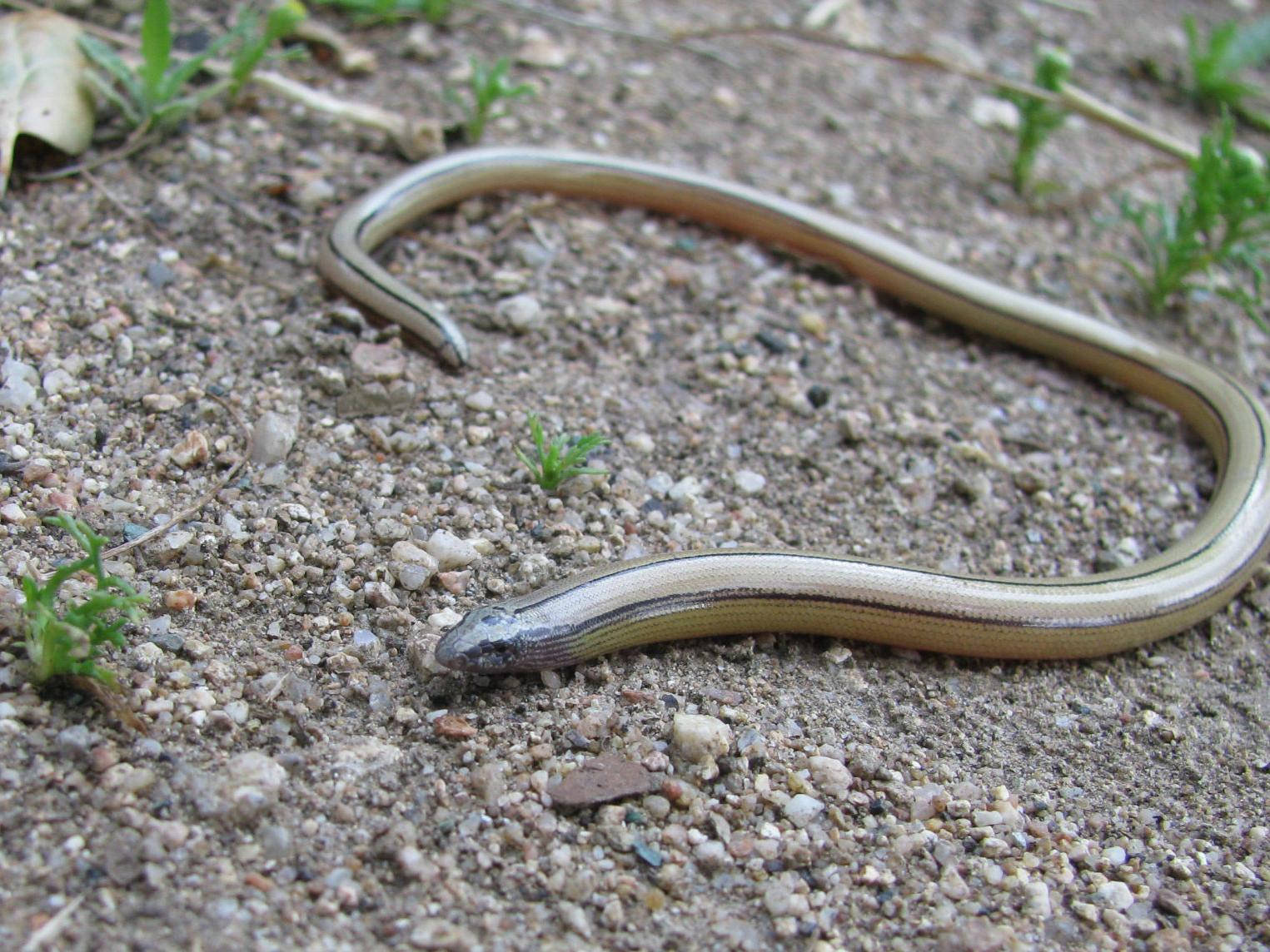 legless glass lizard, pale tan body, dark stripes, HD Desktop Wallpaper