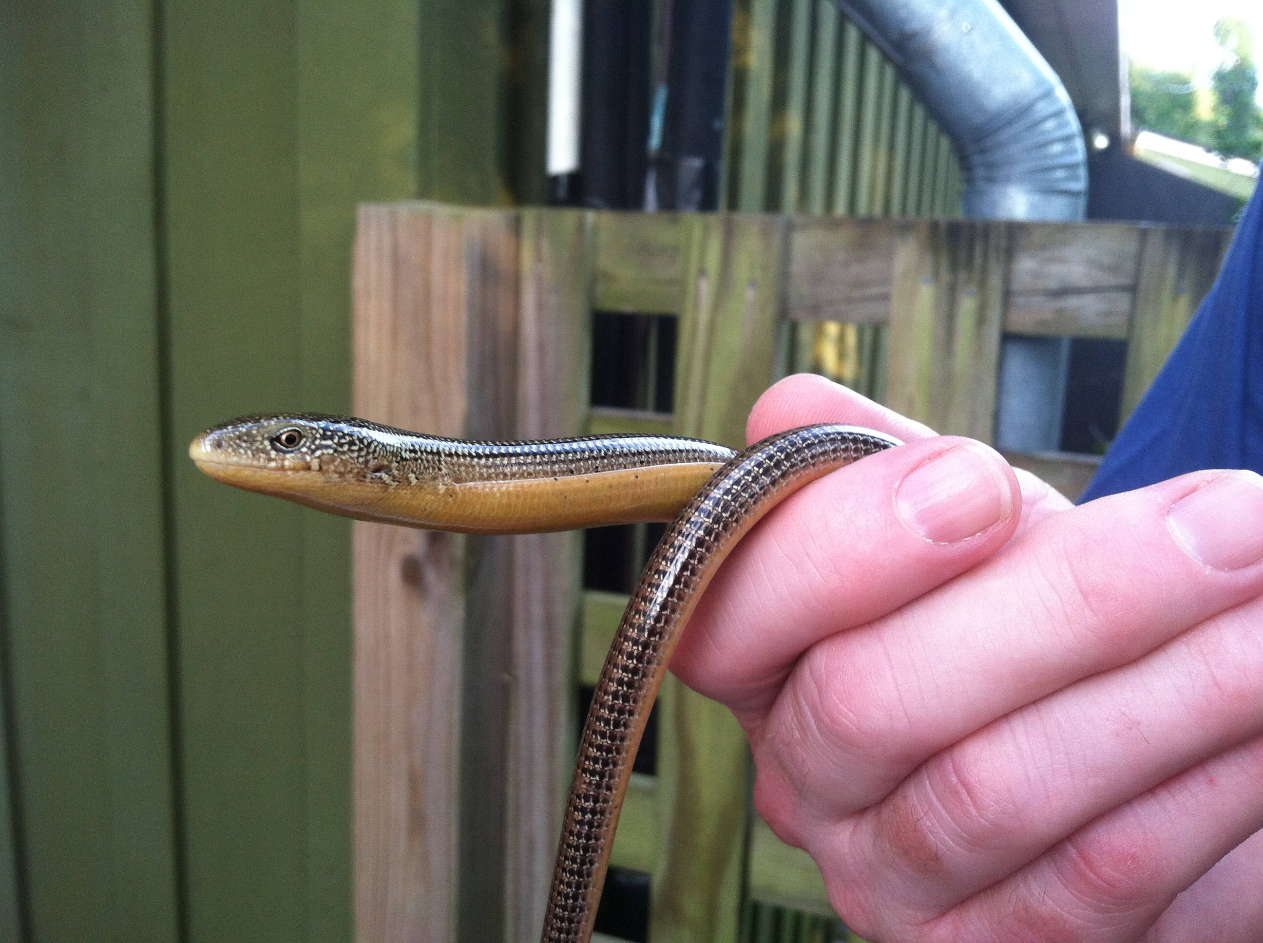 Glass Lizard, slender brown and tan legless lizard, smooth scale pattern, 2K Desktop Wallpaper