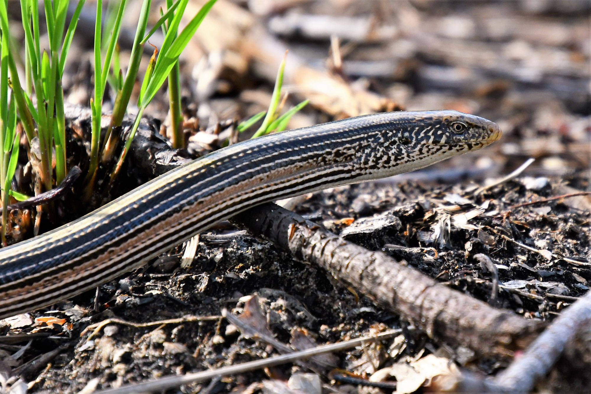 Glass Lizard, wild forest, striped pattern, Full HD Desktop Wallpaper