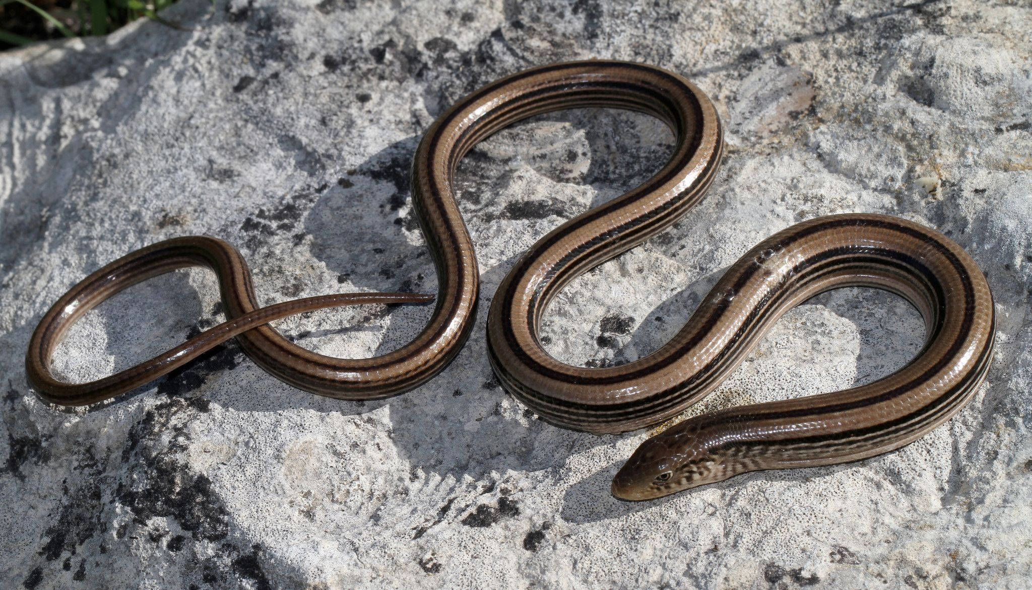 slender glass lizard, brown stripes, sunlit gray rock, Full HD Desktop Wallpaper