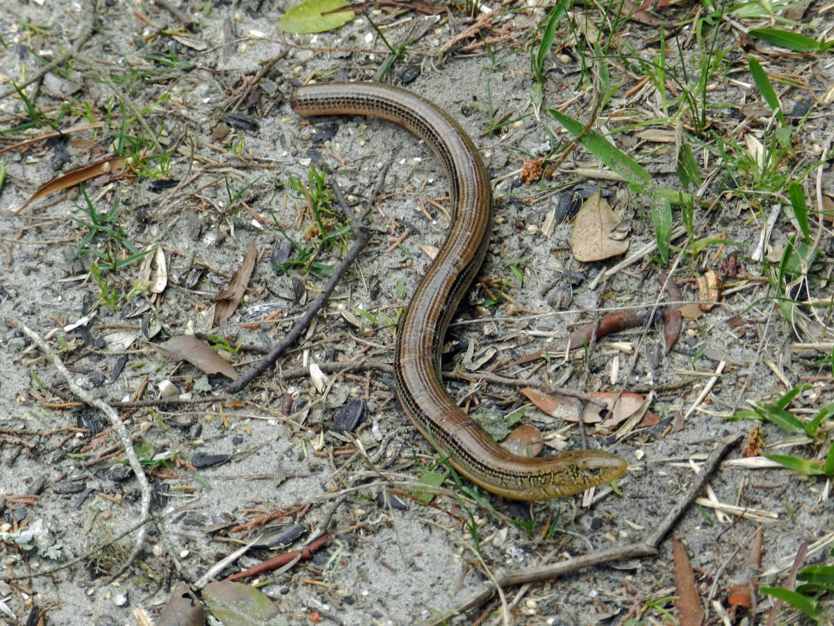 glass lizard, slender brown and tan legless lizard, dark stripes, SD Desktop Wallpaper