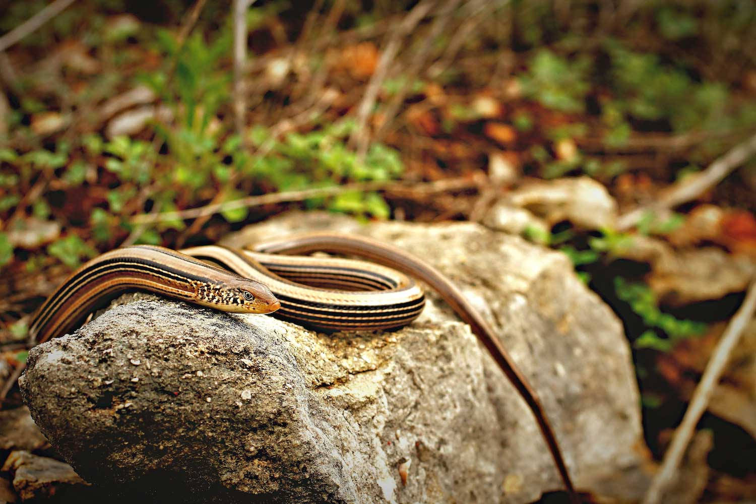 slender glass lizard, rock, sunlit, HD Desktop Wallpaper