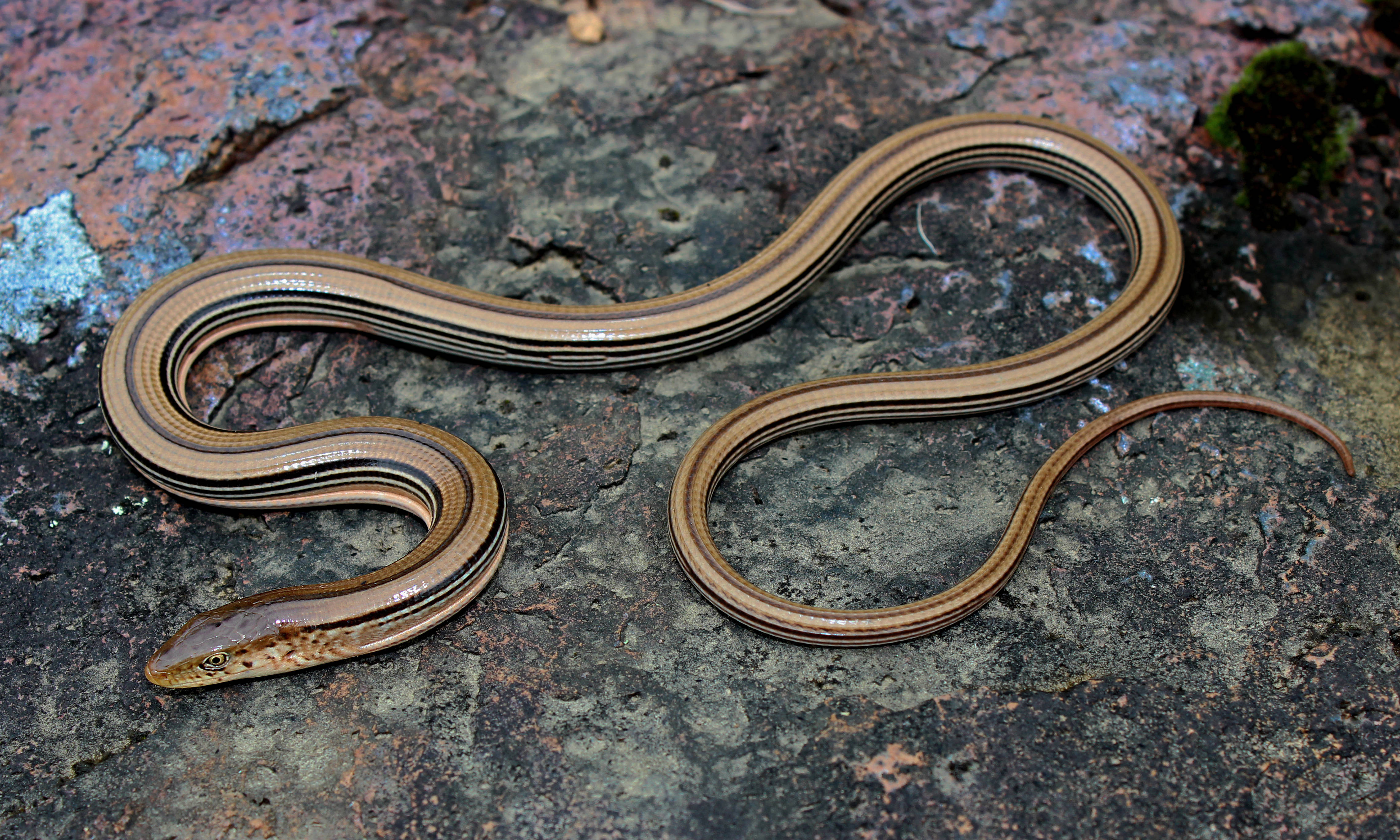 slender glass lizard, brown and tan bands, mossy textured rock surface, 4K Desktop Wallpaper