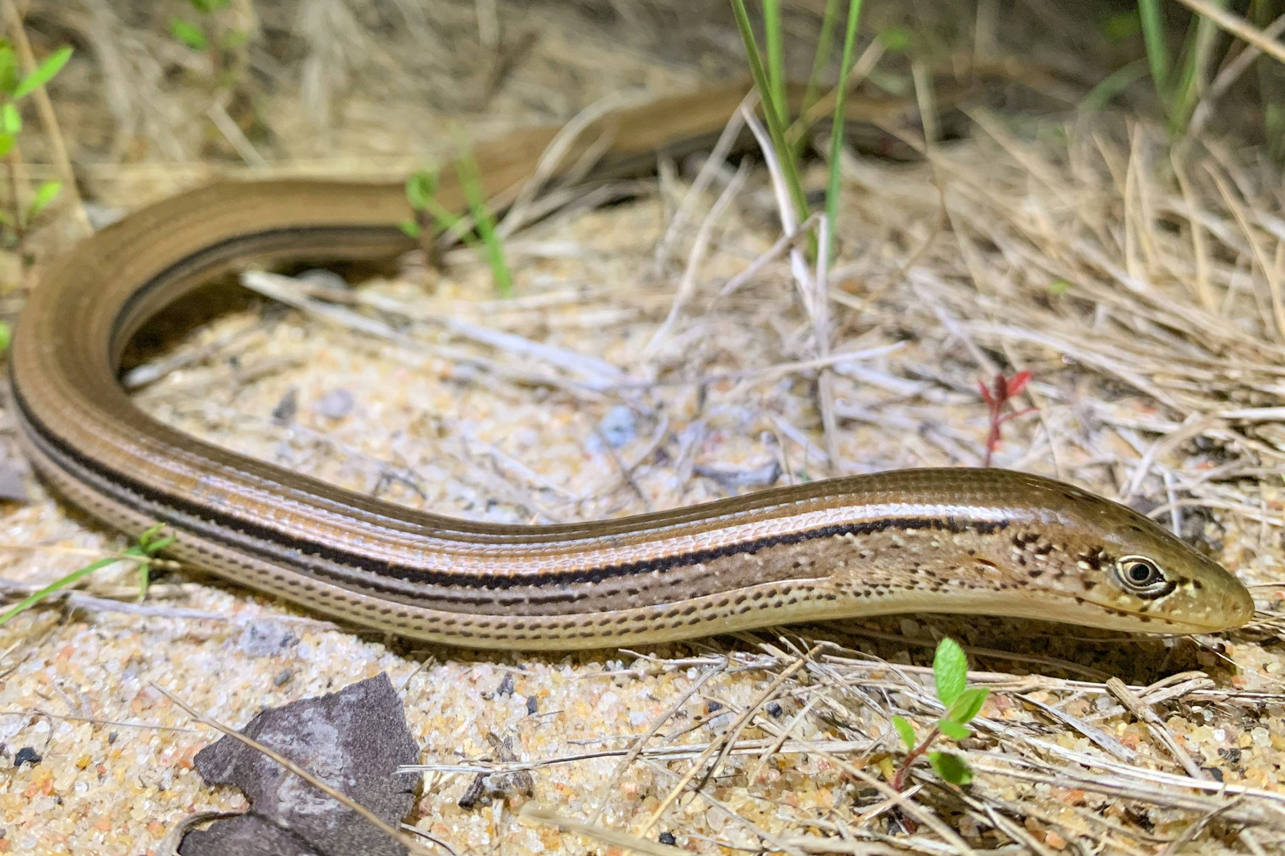 slender glass lizard, striped patterns, sandy ground, 2K Desktop Wallpaper