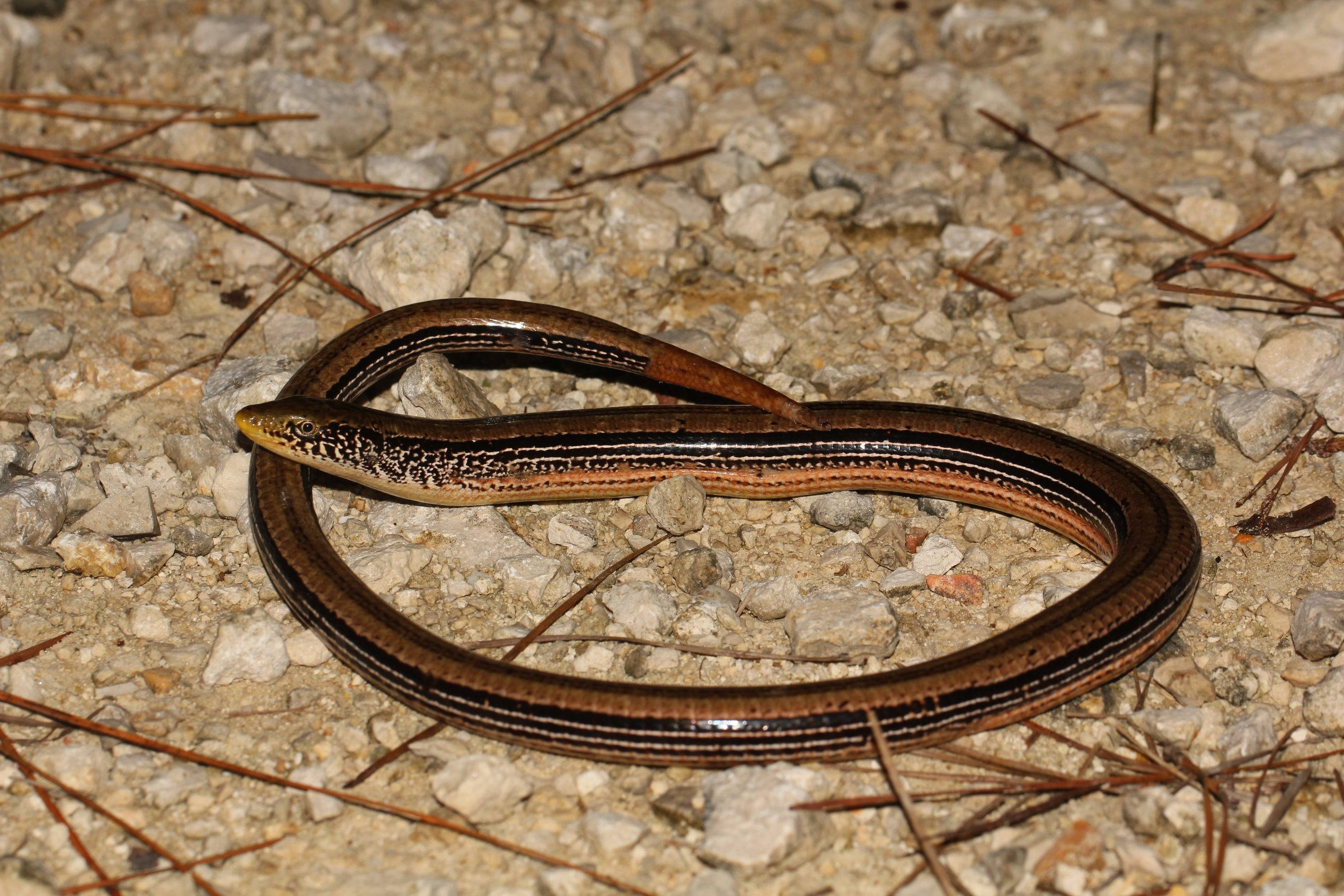 slender glass lizard, striped brown and tan scales, gray gravel, 2K Desktop Wallpaper