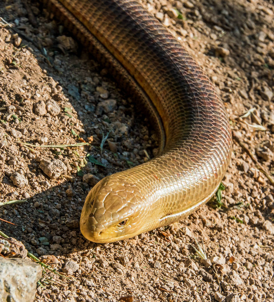 male glass lizard, dry soil, golden-brown head, SD Phone Wallpaper