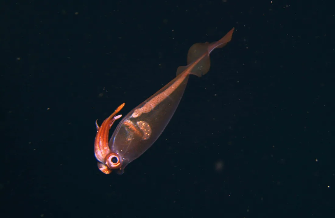 Glass Squid