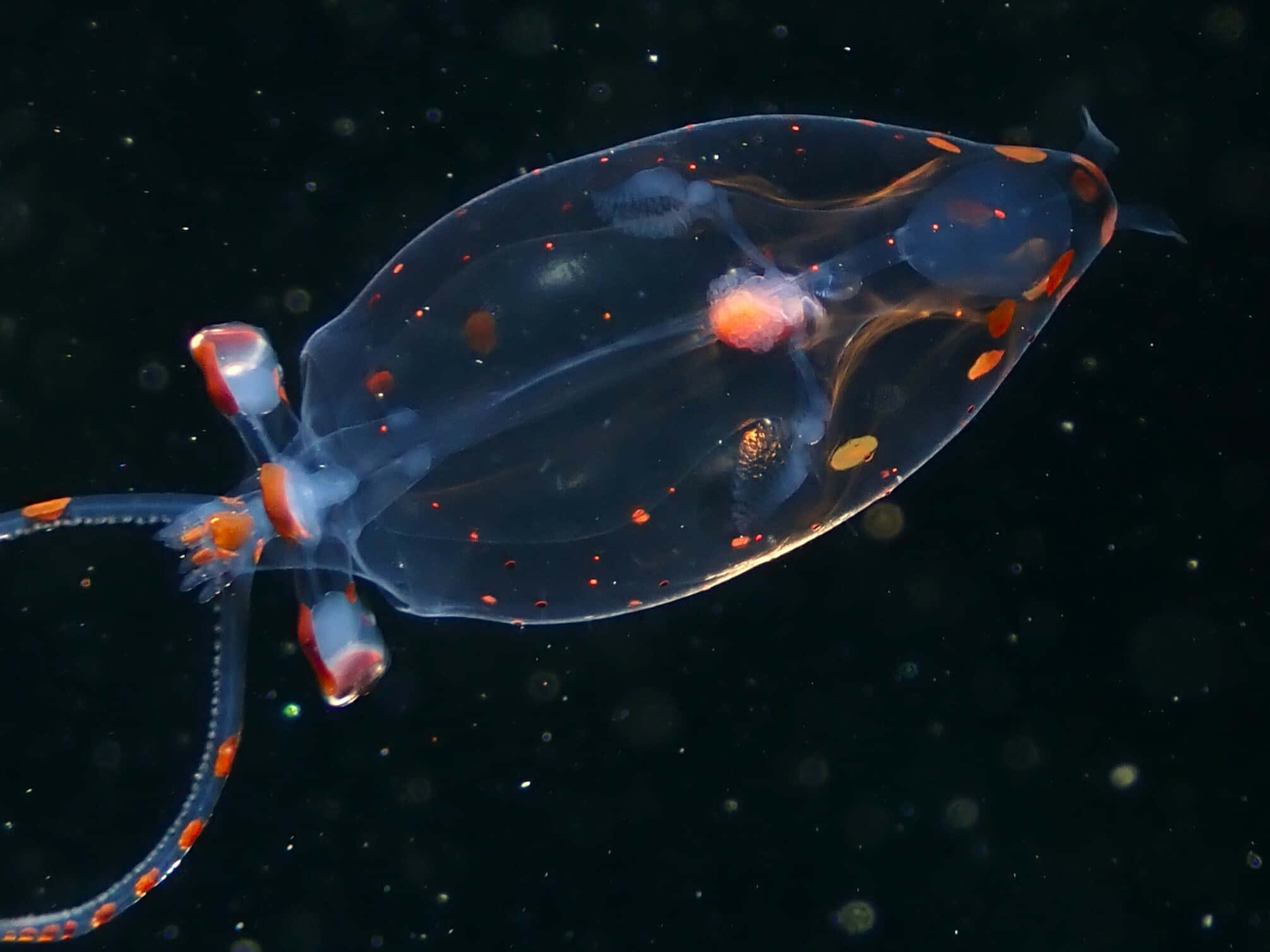 Glass Squid, translucent, orange spots, Full HD Desktop Wallpaper