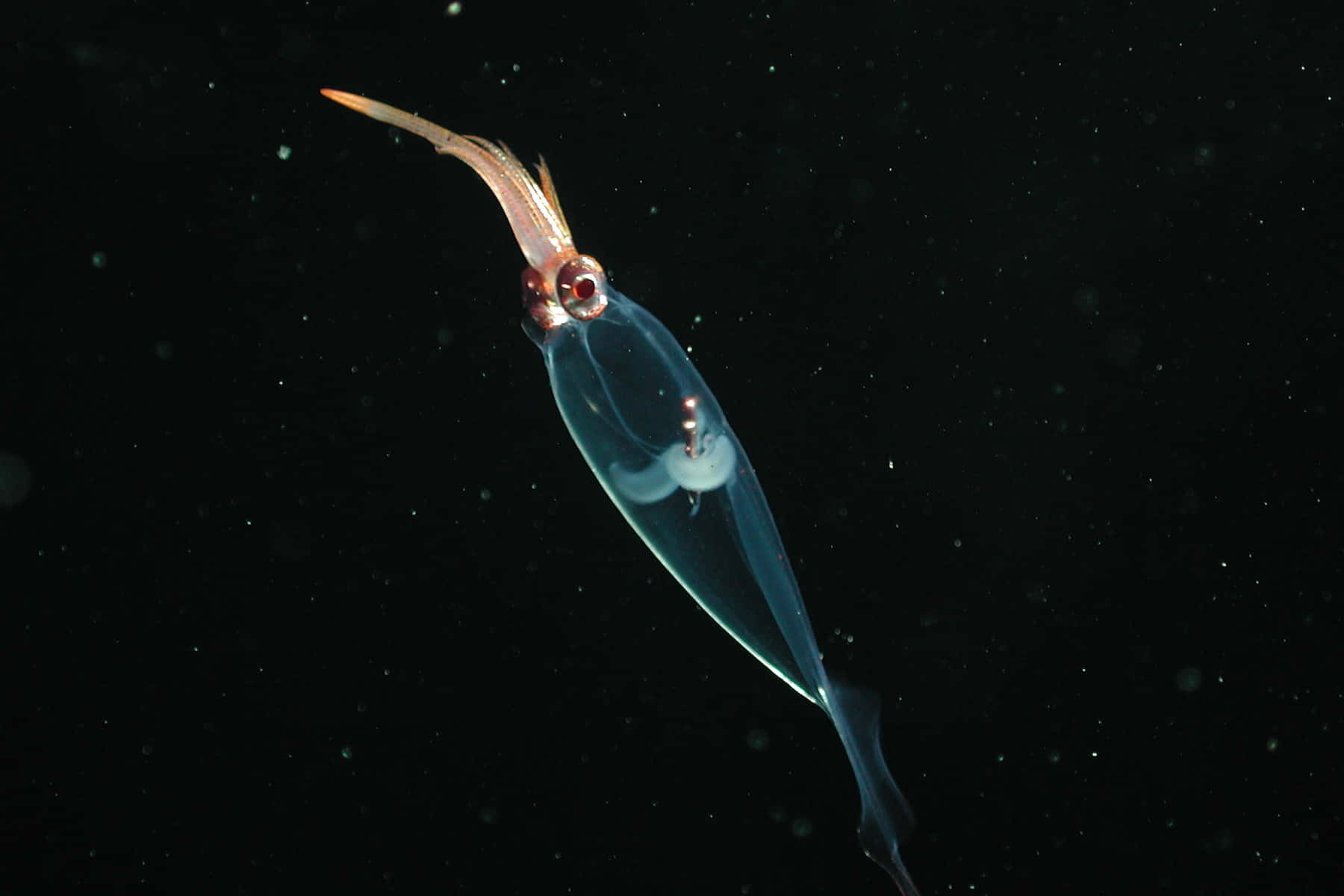 Glass Squid, translucent, glowing red eyes, HD Desktop Wallpaper